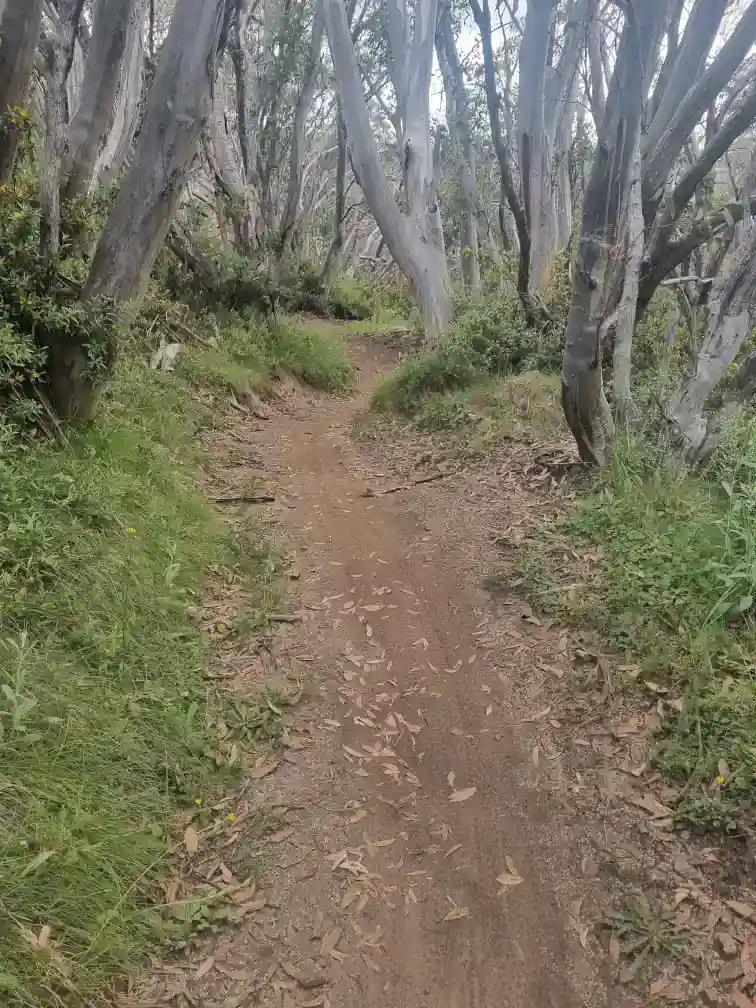 Gangs Gangs mountain bike trail - nice flow